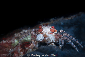 Boxer Crab by Marteyne Van Well 